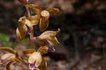 Spiked crested coralroot